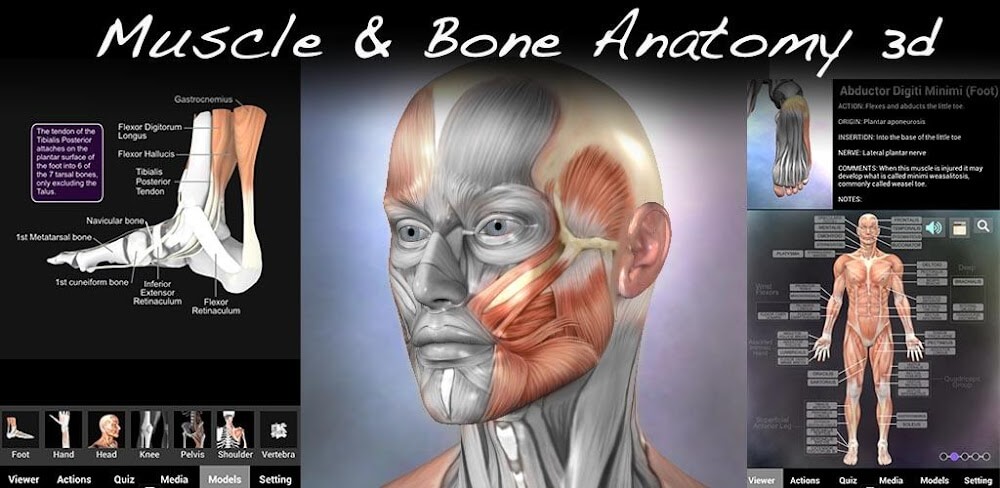 Muscle and Bone Anatomy 3D